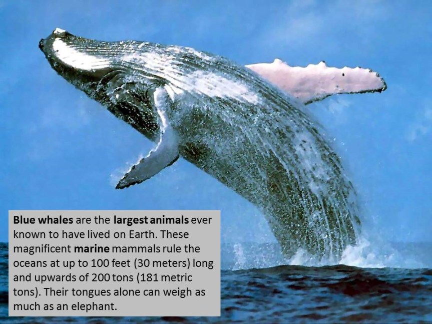 Blue Whales