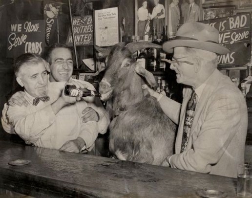 curse-of-the-billy-goat